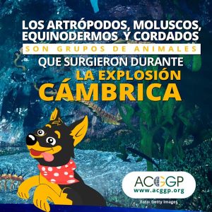 grupos de animales que surgieron en el cámbrico