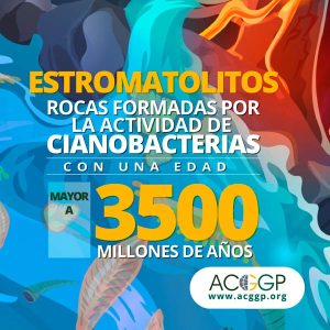Estromatolitos