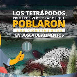 Los tetrápodos