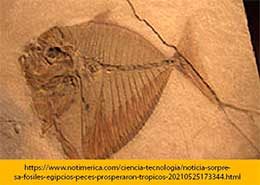 Fósil pez egipcio