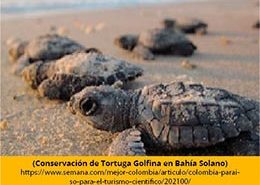 Conservación de tortuga golfina