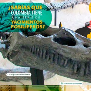 Yacimientos fósiles en Colombia