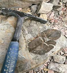 martillo geológico al lado de un fósil