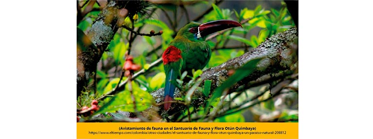Avistamiento fauna en el santuario de fauna y flora Otún Quimbaya