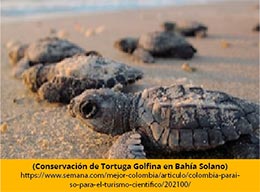 Conservación de tortuga golfina